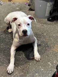 LOST PETS OF METAIRIE AND KENNER