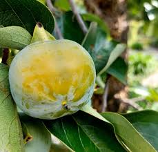 Image result for Ebenaceae