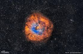 Image result for Searsia nebulosa