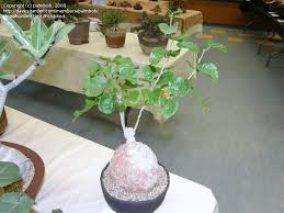 Image result for Pyrenacantha