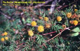 Image result for Acacia farnesiana