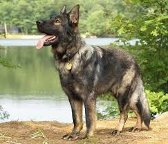 Beautiful Sable Black German Shepherd Puppies German Shepherd Dogs Sable German Shepherd