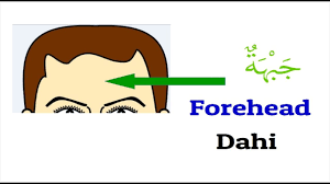 ( جَنُوْبُ شَرْقٍ ) di baca : Mengenal Anggota Tubuh Dalam Bahasa Arab Dan Inggris Youtube