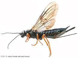 Image result for Pycreus nitidus