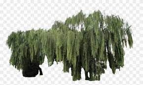 They are rather big and covered by vines like jungle trees. Willow Tree Png Weeping Willow Cutout Transparent Png 1280x960 616129 Pngfind