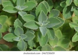 Image result for Trochomeria debilis