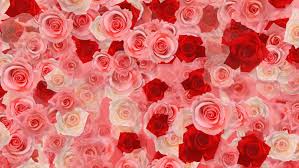 You can also use a desktop background as your lock screen, or your start. Rose Background Images Flower Images Hd