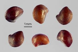 Image result for Aeschynomene