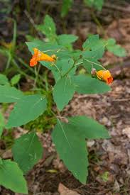 Image result for Impatiens zombensis