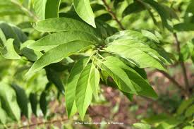 Image result for Annona squamosa