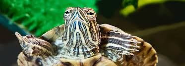 Best turtle tanks to buy. Pet Turtle Tortoise Types Petsmart