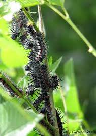 If you ask any gardener, there are very few good caterpillars. these eating machines can lay waste to a garden over the course of a few days and nights, often leaving vegetables inedible and dying. Mourning Cloak Bugwoodwiki