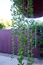 Pin On Succulents Senecio