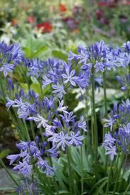Image result for Agapanthus campanulatus