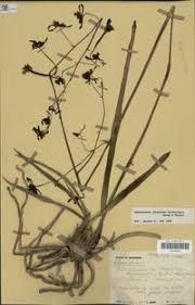 Image result for Oeceoclades decaryana