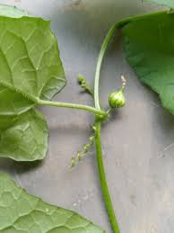 Image result for Kedrostis foetidissima