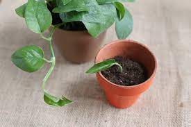 How To Propagate Philodendron Ehow Philodendron Plant Philodendron Philodendron Scandens