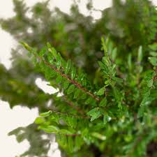 Image result for Phyllanthus glaucophyllus