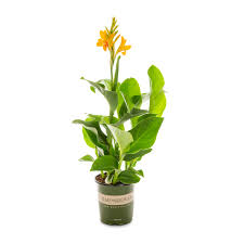 Image result for Kanahia laniflora