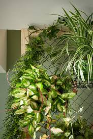 Pas La Peine D Avoir Un Balcon Pour Observer Ses Plantes Pousser En Installant Un Mur Vegetalise Autour De Grillage Rouleau Plantes En Serre Jardin Interieur