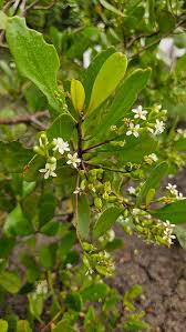 Image result for Vernonia auriculifera