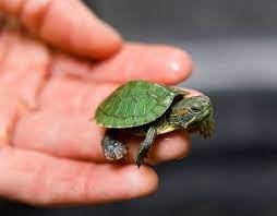 Pin On Too Cute
