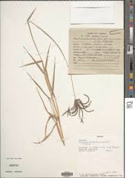 Image result for Cynodon incompletus