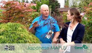 Send roses , carnations , lilies for all occasions like birthdays , anniversaries , funerals. Your Montana Garden Japanese Maples News Montanarightnow Com