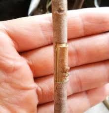 Kali ini saya mahu kongsikan teknik mencantum pokok durian melalui pucuk muda. 6 Cara Memilih Benih Pokok Durian Wajib Diketahui Bukit Tapah Durian Orchard