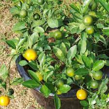 Gred a organik kompos untuk tempahan baja organik. Anak Pokok Limau Kasturi Pokok Limau Kasturi Sedang Berbuah Ready Stock Post Setiap Hari Shopee Malaysia