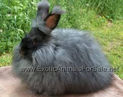 Find an adoptable pet near you. Rabbits For Sale