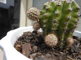 Dry plants saguaros, the large cacti shown here, use different strategies to survive through the dry months. My Cactus Pups Have Started Growing Roots When Do I Pluck Them Off And Pot Them Cactus