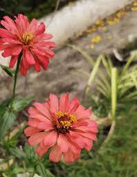 Red Ziniya Flower Nature Photography Nature Flowers