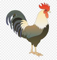 80 Gambar Ayam Animasi Lucu Kekinian Gambar Pixabay