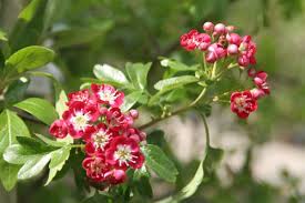 Hawthorn 'crimson cloud', may hawthorn 'crimson cloud', midland hawthorn 'crimson where to grow. Crimson Hawthorn Crataegus Crimson Cloud Chew Valley Trees