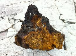 Image result for chaga mushroom images