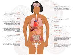 It varies in length from almost 1 to more than 2 inches (2 to 5 centimeters). Female Human Body Organs Diagram Free Image Download