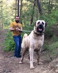 Bigdog Kangal Dog Livestock Guardian Dog Massive Dogs