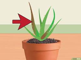 Raviver Un Pied D Aloe Vera Mourant Aloevera Plante Bouture Plante Grasse Et Plante Jardin