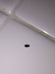 Kitchen bugs identification ants in the kitchen. Identifying Small Bugs In The Kitchen Thriftyfun