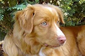 Reddit home for nova scotia duck tolling retrievers. Nova Scotia Duck Tolling Retriever Little River Duck Dog Foto 32364 Hundund De