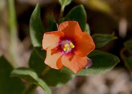 Image result for Lysimachia arvensis