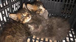 Check spelling or type a new query. Merced County Animal Shelter Overwhelmed With Pet Medical Cases Needs Support Kmph