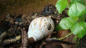 Check spelling or type a new query. File Cengkerang Siput Babi Yang Telah Kosong Jpg Wikimedia Commons