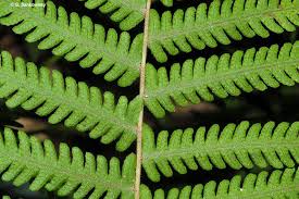 Image result for Amblovenatum