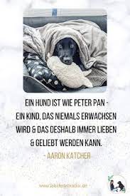 Schnell lernte er, dass sich in der nähe der menschen fleischreste finden ließen, und hielt sich fortan näher bei ihnen auf. 150 Mit Dir An Meiner Seite Ideen In 2021 Hundespruche Hund Zitat Hunde