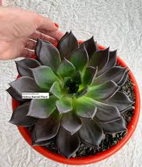 Echeveria albicans, echeveria elegans var. Nitra Laxmi Kamal And Vishnu Kamal Plants Amazon In Garden Outdoors