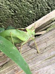 Image result for Pteris catoptera