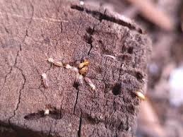 How To Get Rid Of Termites