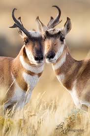 The Only Exception To The Rule About Horns Is The Pronghorn Antelope About Antelope Exception Horns Pro Animals Beautiful Nature Animals Animals Wild